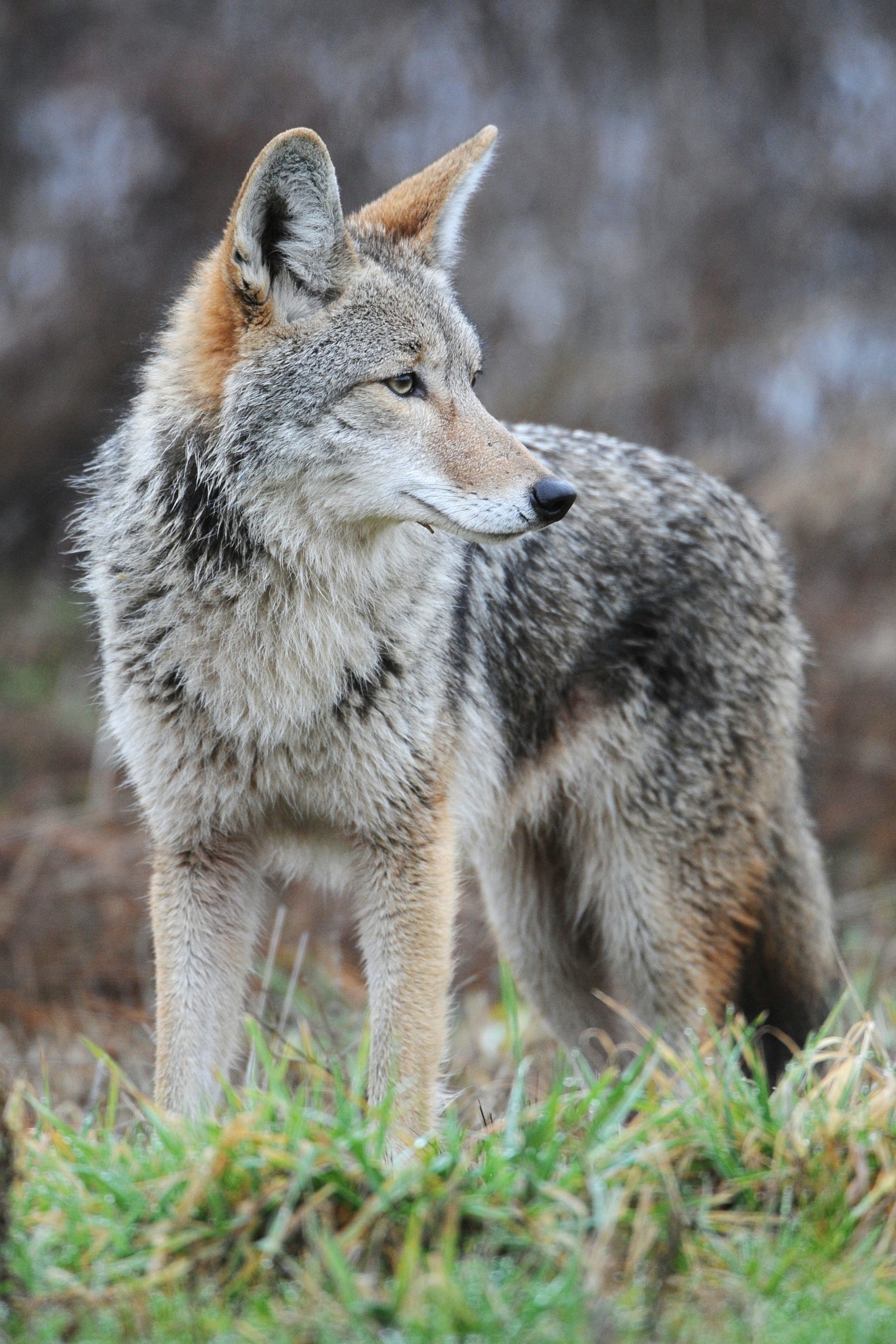 que hacer si ves un coyote con tu perro